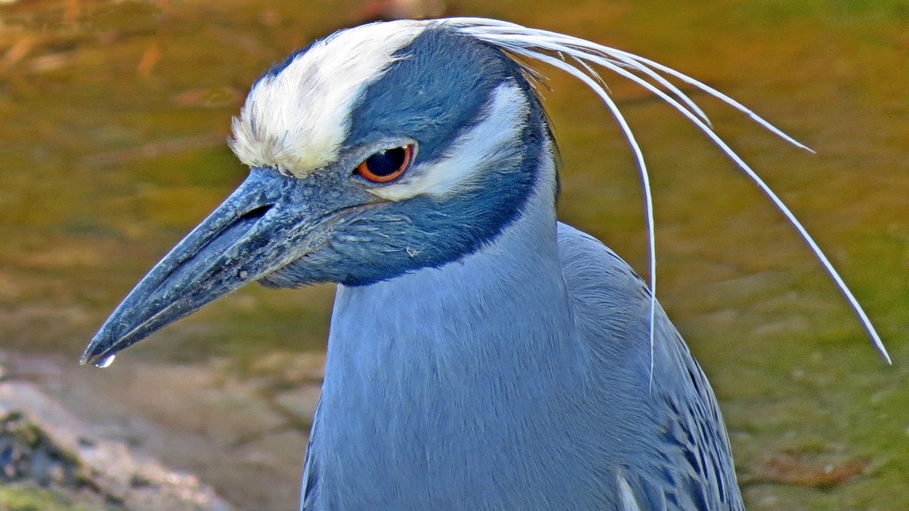 Print In Class M By Art Yost For Majestic Heron FEB-2019.jpg